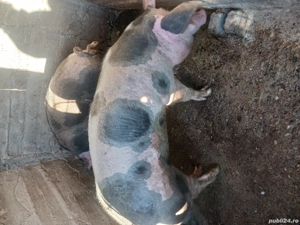 Porci de vanzare  16 Ron - imagine 5