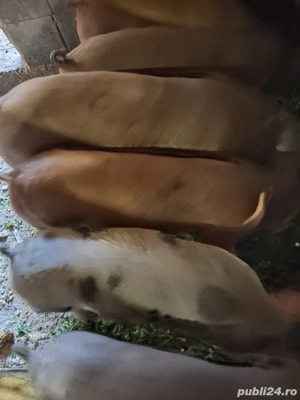 De vanzare  - imagine 2