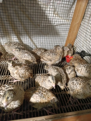 Prepelițe Jumbo gold - imagine 3