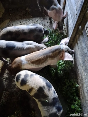 De vanzare  - imagine 3