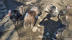 Vând 6 curci si 4 curcani 2025 ! - imagine 2