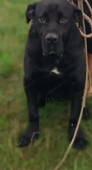 De vânzare sau schimb 