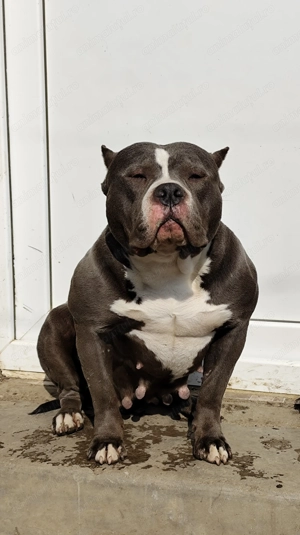 Disponibil Mascul American Bully  - imagine 4