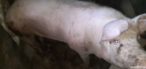 Porc de vanzare - imagine 2