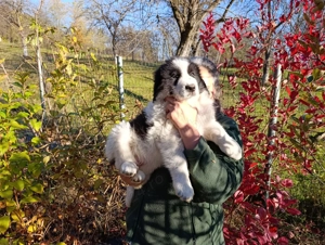 Pui Ciobănesc Românesc de Bucovina