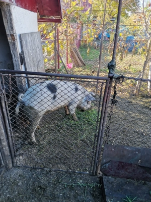 Vând porci grași 