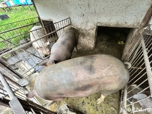 Porci duroc crescuti in gospodarie 100% bio