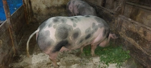 Vând porci  - imagine 4