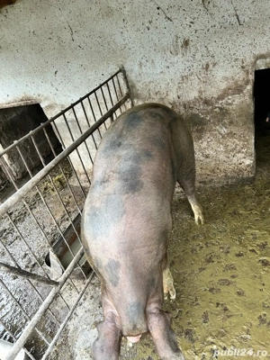 Porci duroc crescuti in gospodarie 100% bio - imagine 5