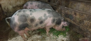 Vând porci  - imagine 3