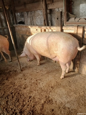 vand porci - imagine 2