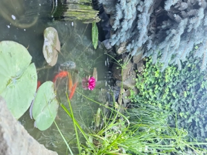 Duplex de vanzare, Mosnita Veche, 5 cam, 132 utili, toate utilitatile - imagine 4