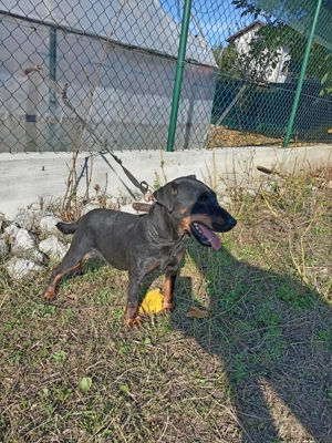 Jachterier femela foarte activa  - imagine 2