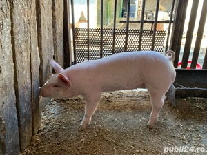 Purcei de vanzare- 1 disponibil - imagine 5