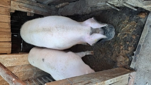 Porci pt craciun - imagine 4