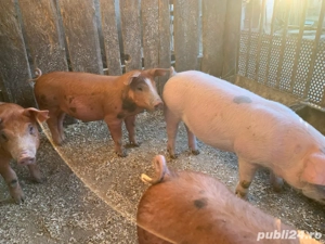 Purcei de vanzare- 1 disponibil - imagine 3