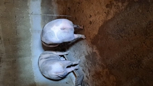 Porci pt craciun - imagine 3