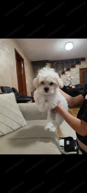 Vând bichon maltez mini toy 