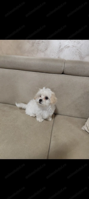 Bichon maltez mini toy  - imagine 5