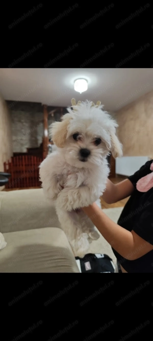 Vând bichon maltez mini toy 