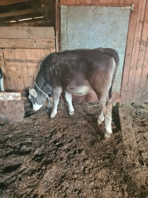 Vand 2 vitele de 6 si 8 luni - imagine 2