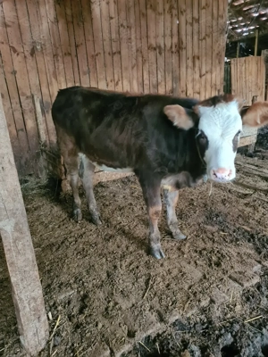 Vand 2 vitele de 6 si 8 luni