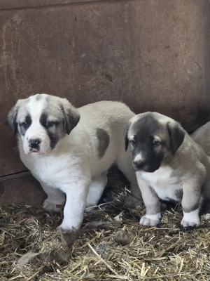 Ciobanesc de Asia Centrală (Alabai) - imagine 2