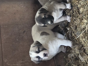 Ciobanesc de Asia Centrală (Alabai) - imagine 2