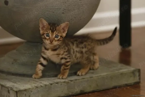 benaleza fetita si baietel