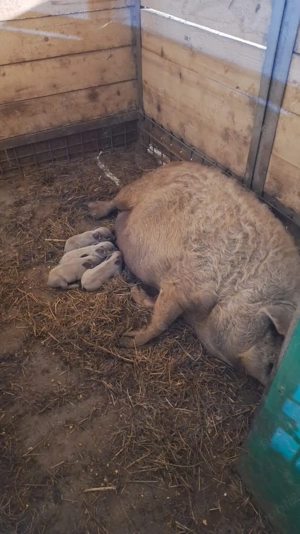 Purcei Mangalita Blonda - atat pt Craciun cat si mici medii de reproductie - imagine 3