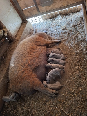 Purcei Mangalita Blonda - atat pt Craciun cat si mici medii de reproductie - imagine 4