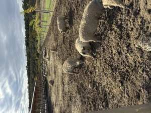 Purcei Mangalita Blonda - cu certificat se origine - toate categoriile 