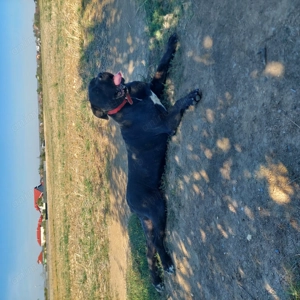 Vand femela cane Corso  - imagine 2