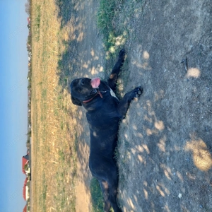 Vand femela cane Corso 