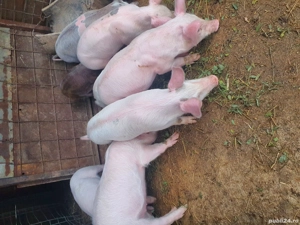 purcei de vânzare  - imagine 4