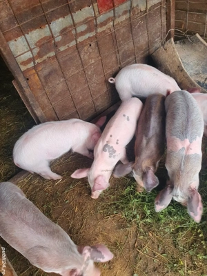 purcei de vânzare  - imagine 2