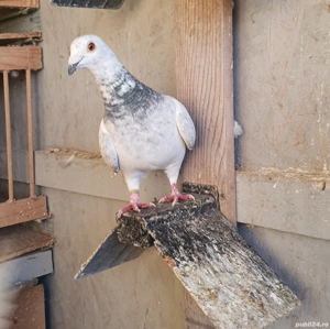 Porumbei fond maraton 