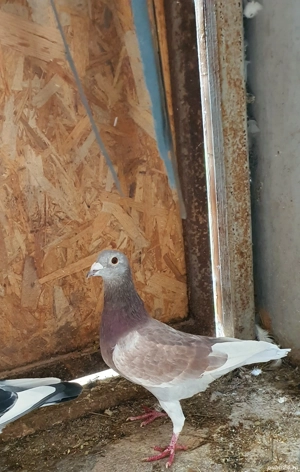 Porumbei fond maraton  - imagine 2