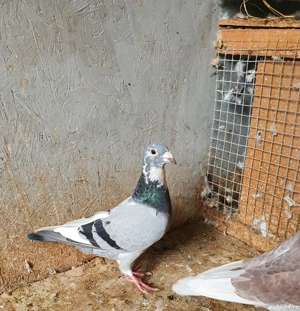 Porumbei fond maraton  - imagine 3