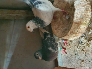 Porumbei fond maraton  - imagine 4