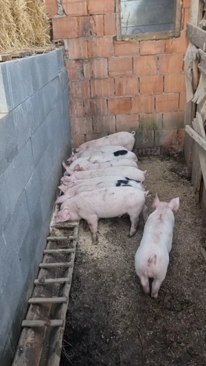 Vand Purcei 7 Saptamani!!