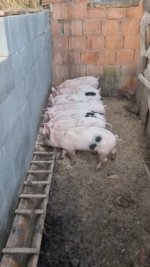 Vand Purcei 8 Saptamani!! - imagine 2