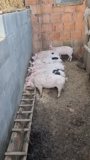 Vand Purcei 8 Saptamani!! - imagine 3