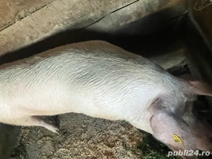 porci de vanzare  - imagine 2