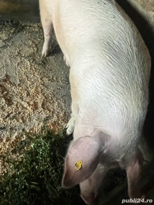 porci de vanzare  - imagine 5