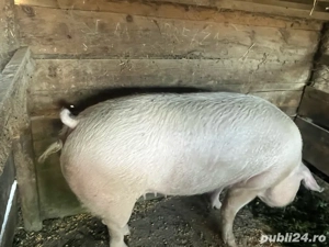 porci de vanzare  - imagine 4