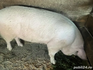 porci de vanzare 