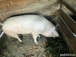 porci de vanzare  - imagine 3