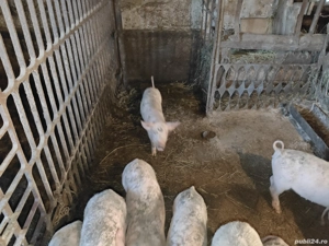 vand purcei  - imagine 4