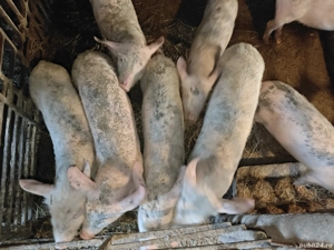 vand purcei  - imagine 3